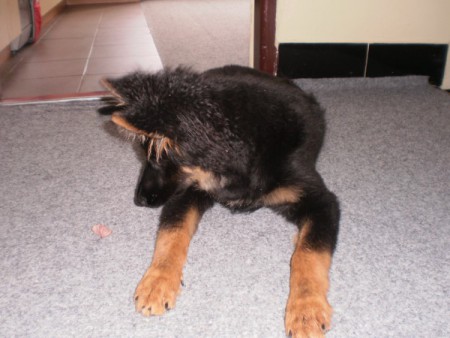 to bol dobrý koštialik